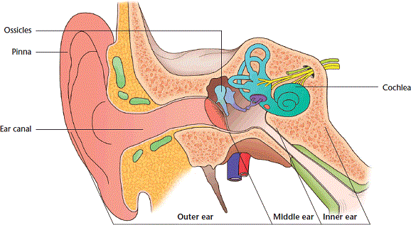 Diagram of cross-section of ear anatomy